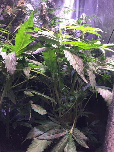 Growreport Bild 15