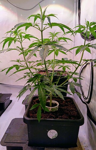 obscura1662029289999