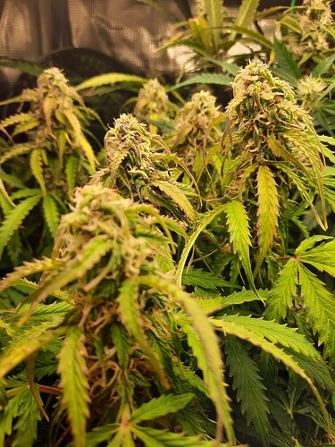 Growreport Bild 8