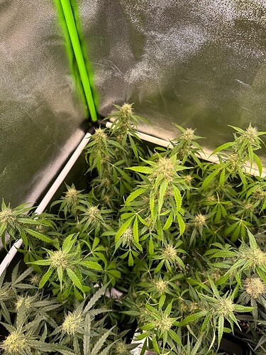 Growreport Bild 11