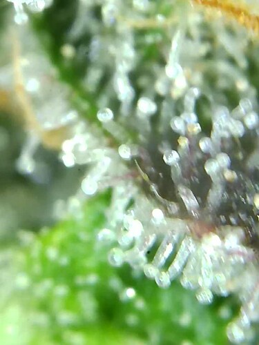 Growreport Bild 7
