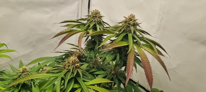 Growreport Bild 13