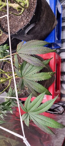 Growreport Bild 4
