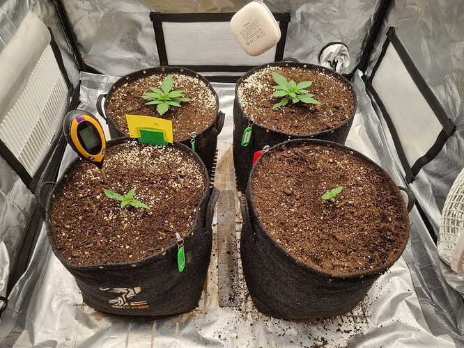 Growreport Bild 2