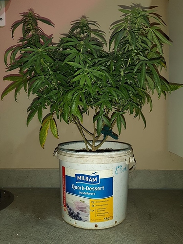 Growreport Bild 4