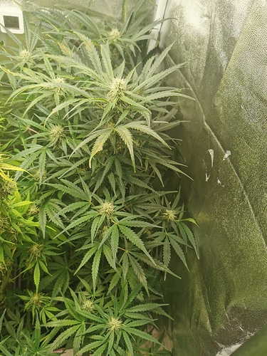 Growreport Bild 6