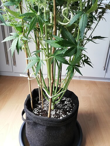 Growreport Bild 38