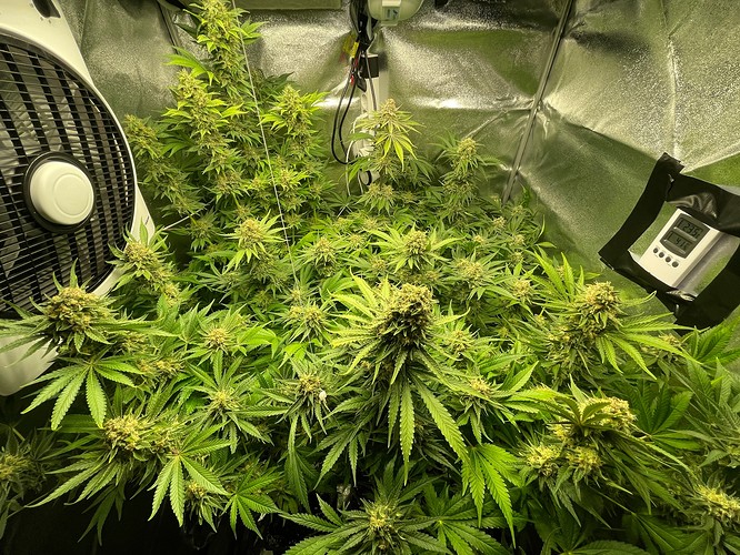 Growreport Bild 3
