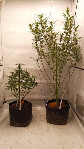 Growreport Bild 2