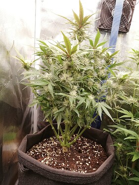 Growreport Bild 66