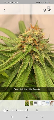 Growreport Bild 7