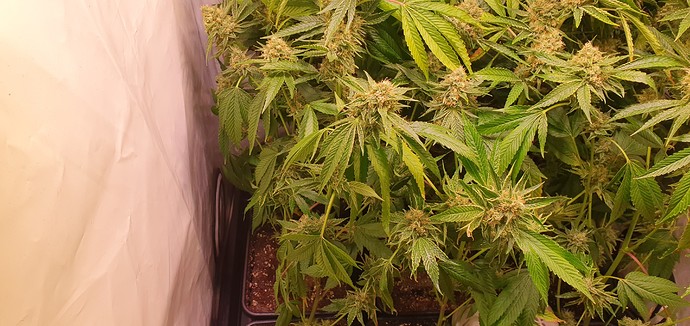 Growreport Bild 8