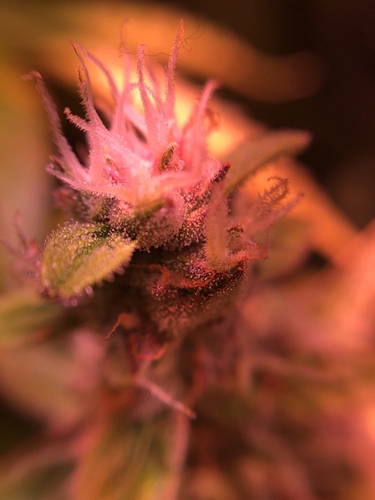 Growreport Bild 14