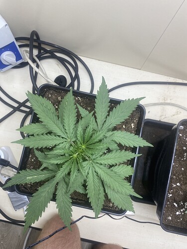 Growreport Bild 8