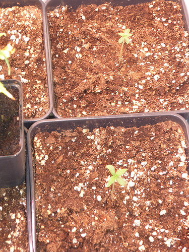 Growreport Bild 3