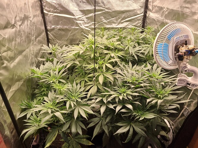 Growreport Bild 39