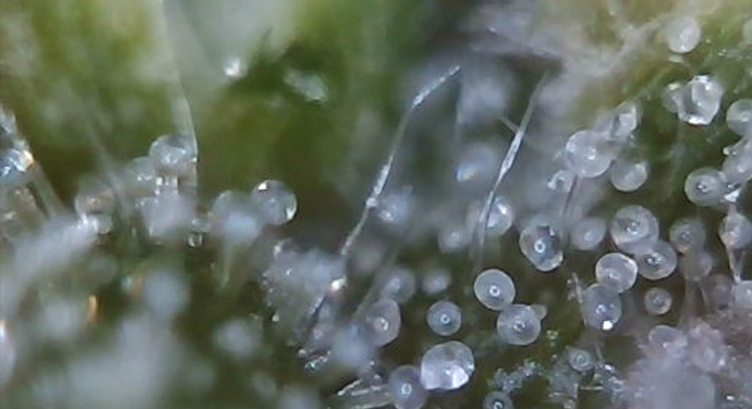 Growreport Bild 3