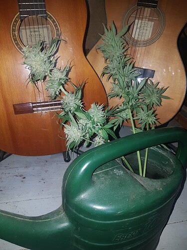 Growreport Bild 1
