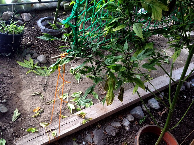 Growreport Bild 2