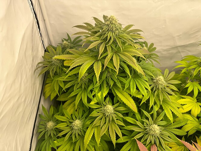 Growreport Bild 6