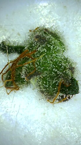 Growreport Bild 24