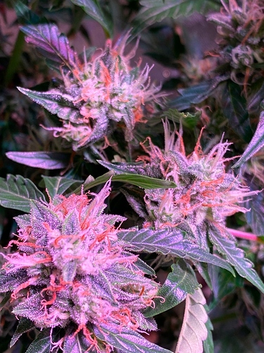 Growreport Bild 11