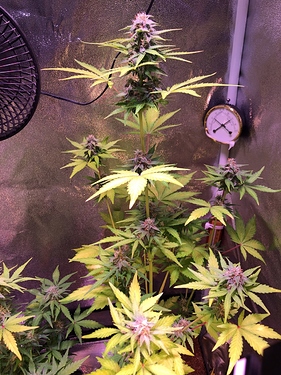 Growreport Bild 42
