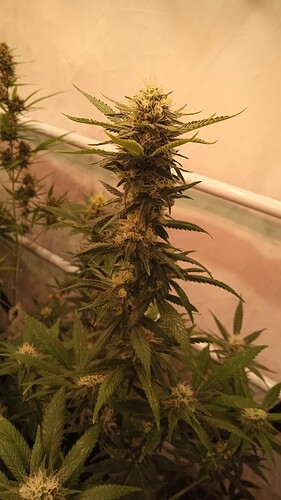 Growreport Bild 16