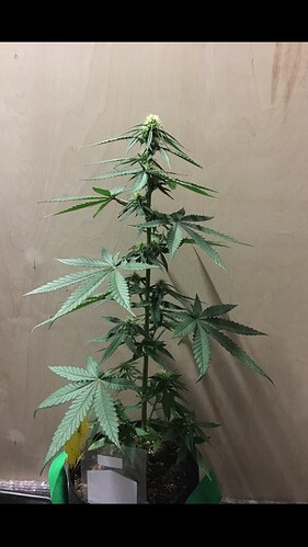 Growreport Bild 14