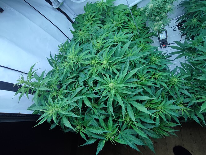 Growreport Bild 63