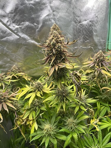 Growreport Bild 7