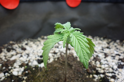 Ein junger Cannabis-Keimling mit zwei Hauptblättern und beginnenden neuen Blättern, der aus Erde mit Perlit wächst.