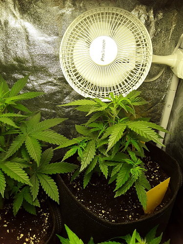 Growreport Bild 3