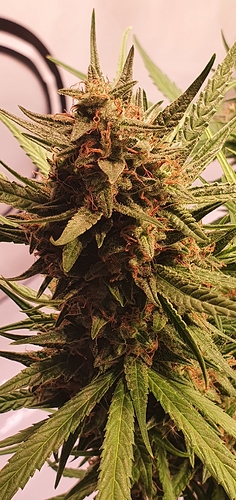 Growreport Bild 2