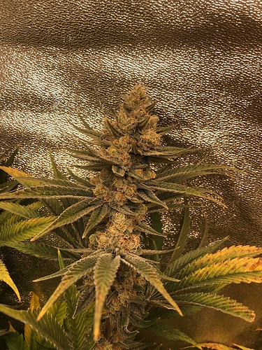Growreport Bild 5