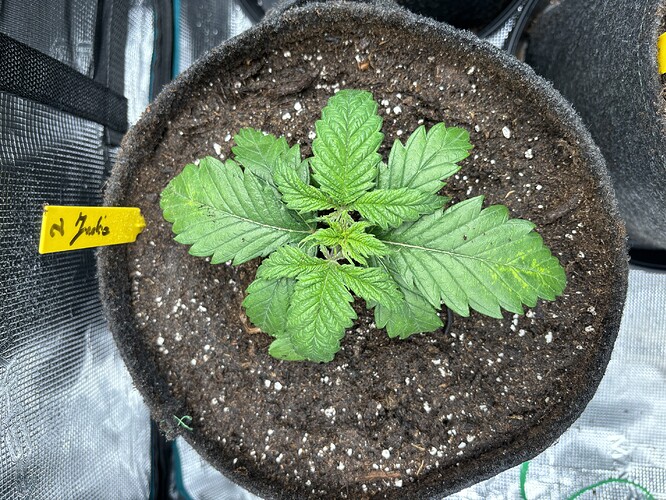 Growreport Bild 143