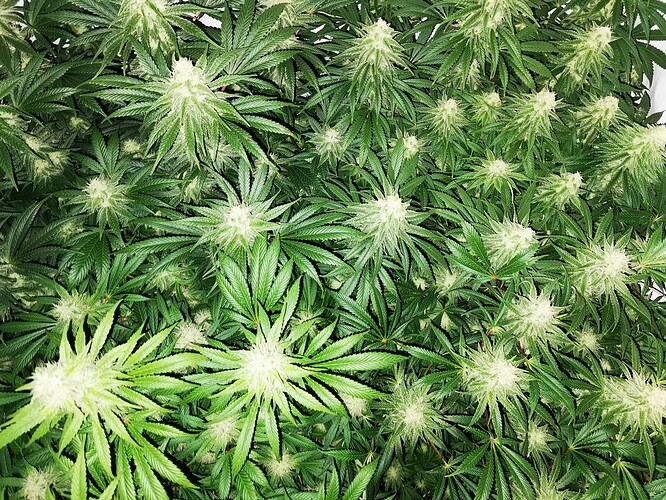 Growreport Bild 9