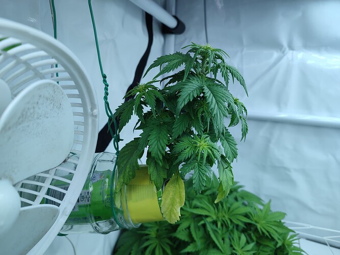 Growreport Bild 49