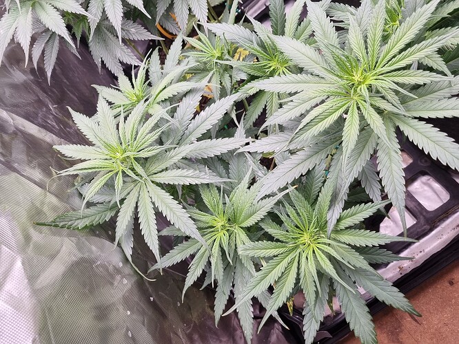 Growreport Bild 29
