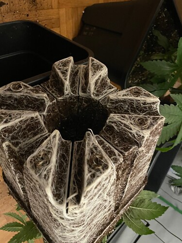 Growreport Bild 15