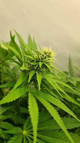 Growreport Bild 4