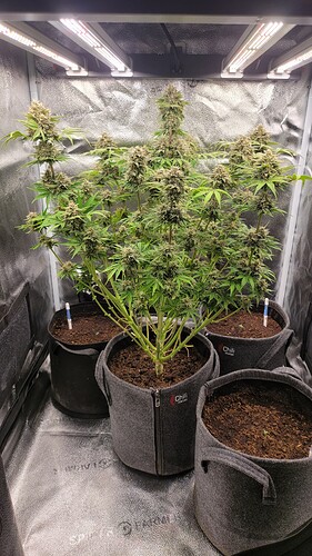 Growreport Bild 2