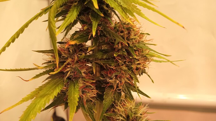 Growreport Bild 55