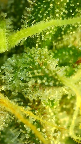 Growreport Bild 27