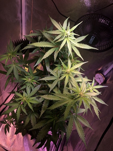 Growreport Bild 34