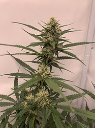 Growreport Bild 10