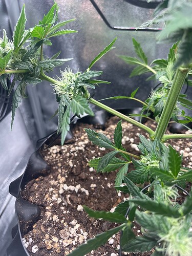Growreport Bild 6