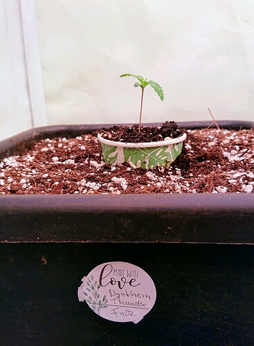 obscura1660212021052