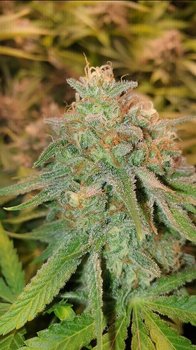 Growreport Bild 6