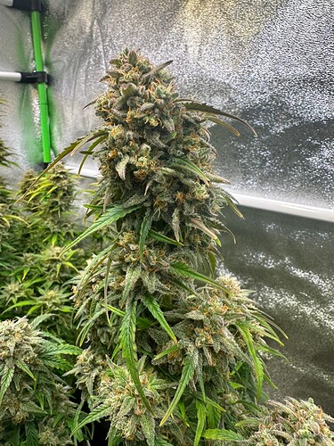 Growreport Bild 7
